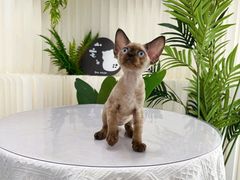 -山宅一喵德文卷毛猫舍