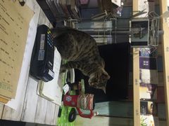 小时光&nbsp;猫语时光咖啡书吧(国贸店)-小时光咖啡馆(开森度假森林店)
