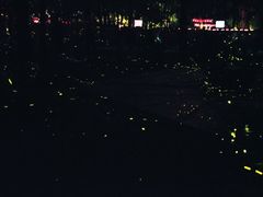 -青山公园萤火虫科普展