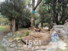 -云南勐巴娜西珍奇园