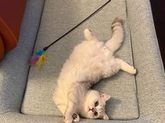 -东方名猫馆·英短金渐层布偶猫舍(环线广场1号楼店)