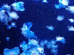 -成都浩海立方海洋公园