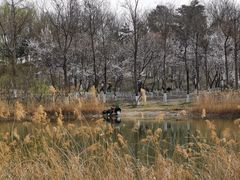 -大兴滨河森林公园