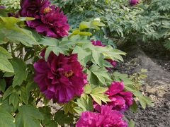 -莲花池公园