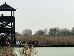 -盐城丹顶鹤湿地生态旅游区