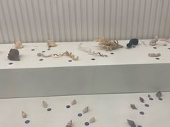 -青岛贝壳博物馆