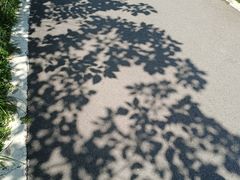 -桤木河湿地公园