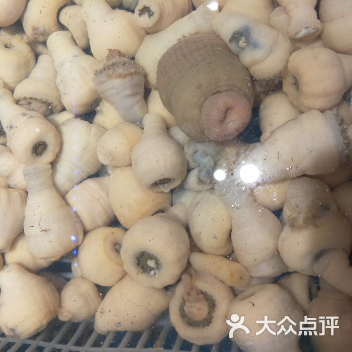 八仙渔港美人蛏图片-北京海鲜-大众点评网