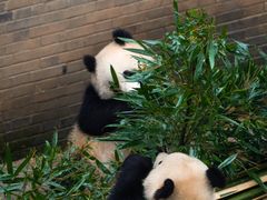 -都江堰中华大熊猫苑