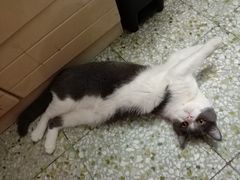 -瑞派动物医院·绝育·犬猫全科·预防医学(光景江南中店)