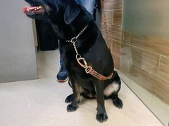 -爱侣宠医·鹦鹉专科·小型哺乳类·异宠专科(灵石路店)