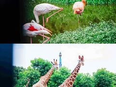 -杭州野生动物世界