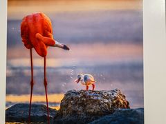 -罗红摄影艺术馆