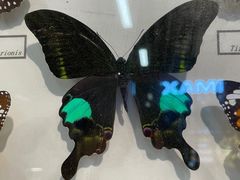 -浙江自然博物院(杭州馆)