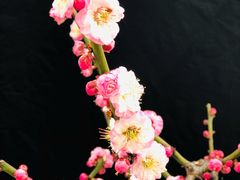 -莘庄梅园