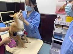 -顺强宠物诊所·狂犬免疫·夜诊·骨科(嘉定店)