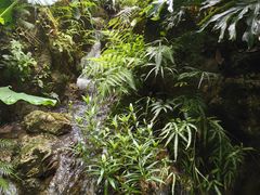 -深圳仙湖植物园