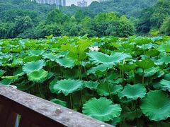 -龙头寺公园