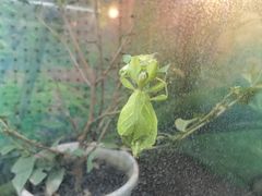 -上海大自然野生昆虫馆