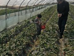 -喜杨洋草莓采摘园