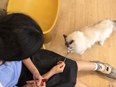 -有喵·猫咖·狗咖·30几只猫10只小狗(岗厦店)