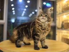 -柚子猫舍·精品猫舍购猫·猫咪认养·购宠·宠物店