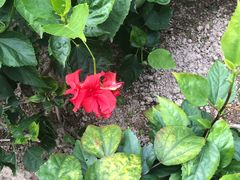 -大鸭梨烤鸭(枣园店)