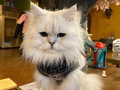 -猫猫幼稚园·撸猫·桌游·电玩