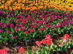 -泗洪洪泽湖湿地景区