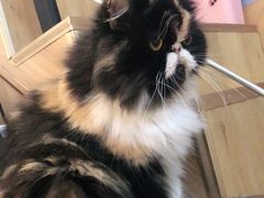 -Meowの猫咖(万家丽店)