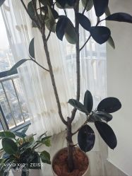 -HEYAN荷妍专业脱毛连锁机构