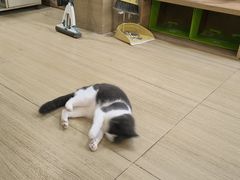 -是阿柴呀！柴犬咖啡·爱喵喵猫咖