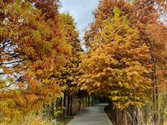 -溱湖国家湿地公园