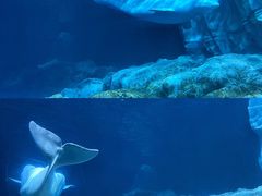 -珠海长隆海洋王国