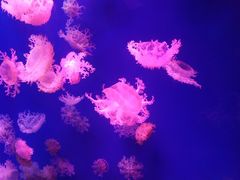 -芜湖新华联大白鲸海洋公园