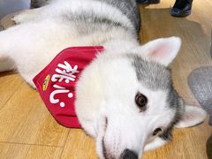 -Husky Go! 哈士奇体验馆·宠物咖啡厅狗咖