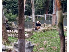 -中国大熊猫保护研究中心雅安碧峰峡基地
