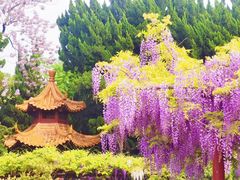 -嘉定紫藤园