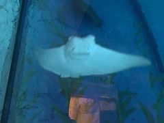 -暹罗海洋世界