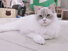 -藏猫猫咖啡主题馆(中央大道店)