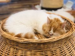 -袖虎·猫馆(体育西路店)