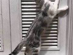 喵星人-猫小院猫主题餐厅(三里屯店)