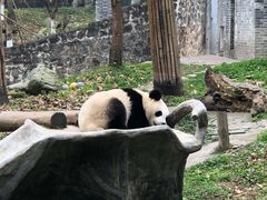 -都江堰中华大熊猫苑