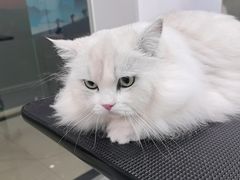 -爱洗澡的猫(天河路店)