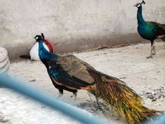-园林美食城·本土农家菜(杨和镇店)