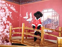 -超宠爱宠物摄影-Super pet