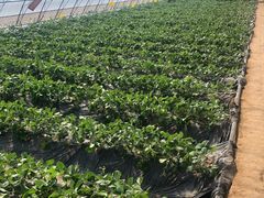 -田趣农庄草莓采摘园