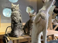 -豆逗聊愈猫阁Easy Life