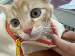 -纳吉亚猫专科动物医院·北北分院