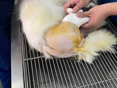 -伟伟宠物医院·CT影像中心·瑞派犬猫综合性门诊(汉口总院)